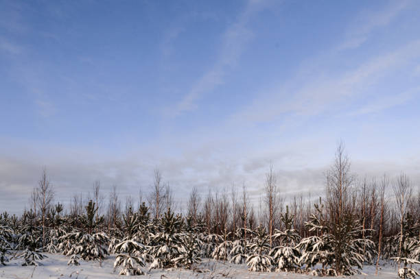 Sunset or sunrise in the winter pine forest with falling snow. Rows of pine trunks with the sun's rays passing through them. Snowfall.