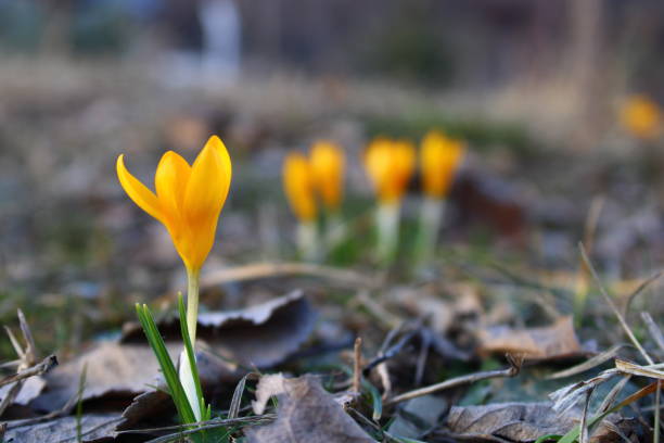 istock Crocus flavus, known as yellow crocus, Dutch yellow crocus or snow crocus, is a species of flowering plant in the genus Crocus of the family Iridaceae. It grows wild on the slopes of Turkey. 1470038041