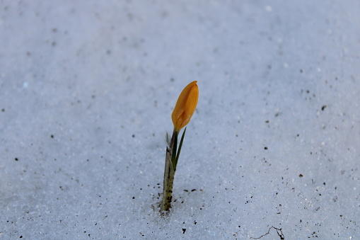 a crocus flower in the snow