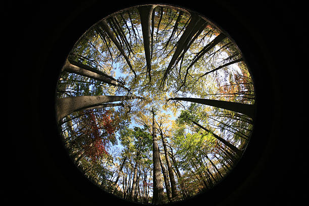 Looking up at the sky from a fisheye point of view.