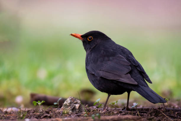 istock Common blackbird Turdus merula in the wild 1470038387