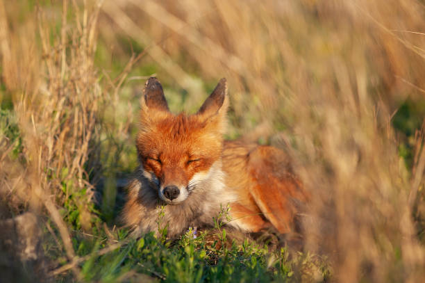 Red fox Vulpes vulpes. Animal fox is sleep lying in the grass