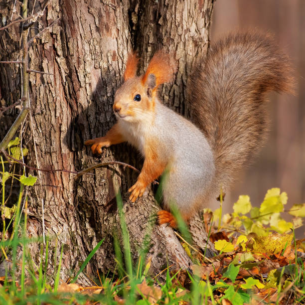 squirell vermelho sciurus vulgaris na natureza - red squirrel vulgaris animal - fotografias e filmes do acervo