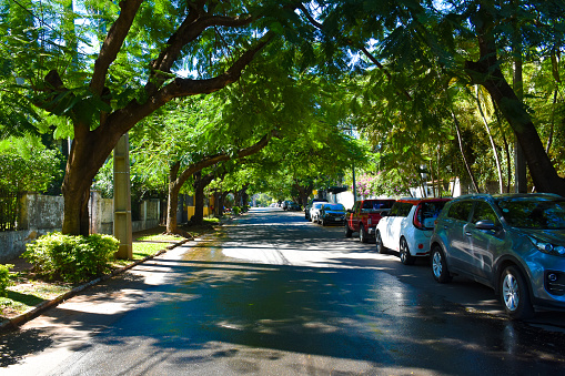 A street of Asuncion neighborhood Las Carmelitas, Paraguay, with their very old trees
