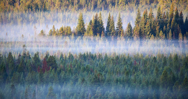 istock Deschutes National Forest near Bend, Oregon 1470038781