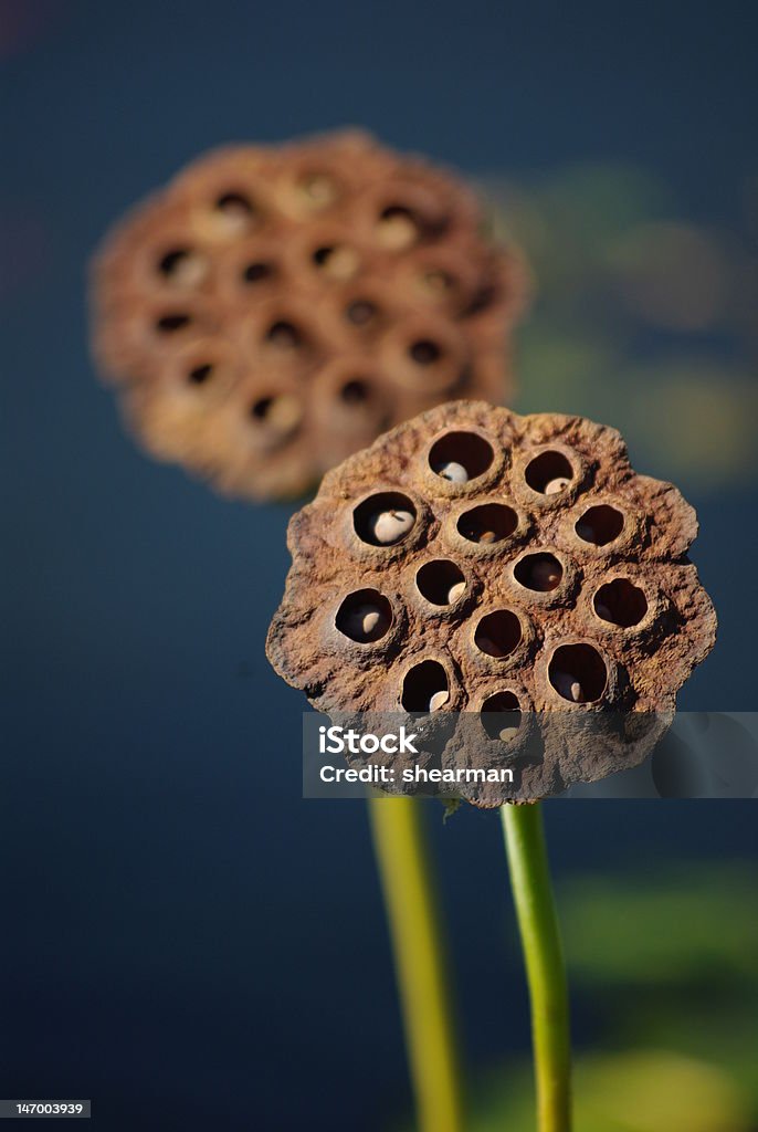 Plantes Lotus - Photo de Flore libre de droits