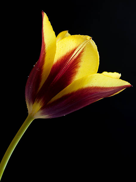 istock Yellow and Burgundy Bicolored Tulip on Black 147003958