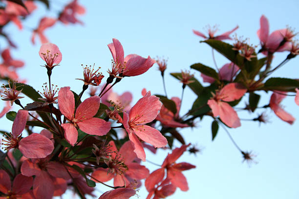 Apple Blossom at Dusk stock photo