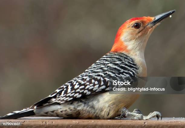 Redbellied Woodpeck On The Deck Stock Photo - Download Image Now - Animal Body Part, Animal Eye, Beak