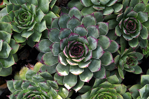 istock Sempervivum succulents (Houseleeks) illustration. Sempervivum calcareum. 1470041986