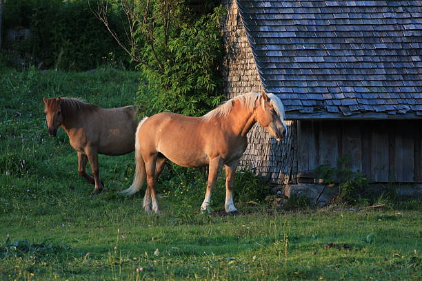 Cavalos - foto de acervo