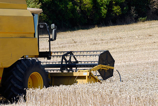 Combine harvester in the corn field stock photo