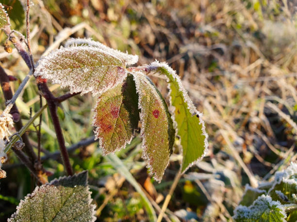 istock Frosted plant with green leaves and red spots 1470043363