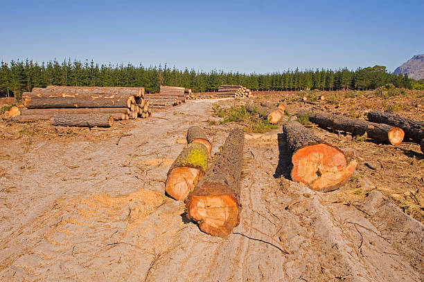 Destruction of a forest by logging stock photo