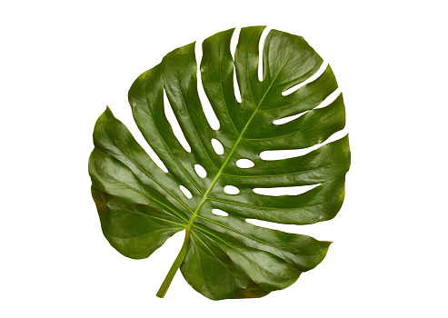 Monstera leaf, green leaf isolated on the white background with clipping path