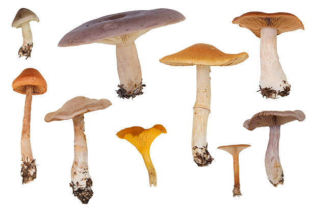 A variety of mushrooms on a white background I assembled this chart of mushrooms after a little trip in the forest. Canon EOS 20D, 28-300L IS USM lens. Blewit stock pictures, royalty-free photos & images