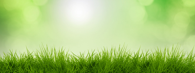 Panoramic Fresh Spring Background with Green Grass, Sun Lens Flare and Defocused Blurred Foliage Background, Horizontal, Copy Space