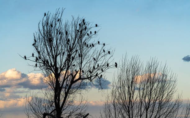 alberi senza foglie con cormorani al tramonto - great black cormorant foto e immagini stock