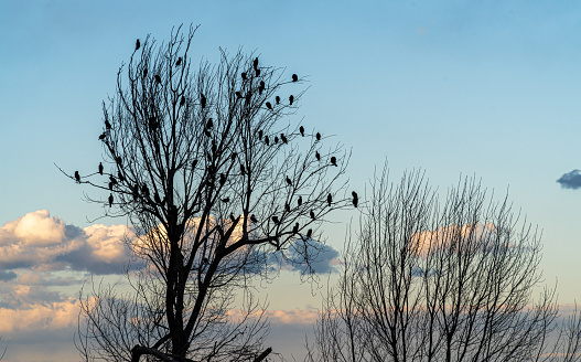 Leafless trees with cormorants, against cloudy blue sky at sunset