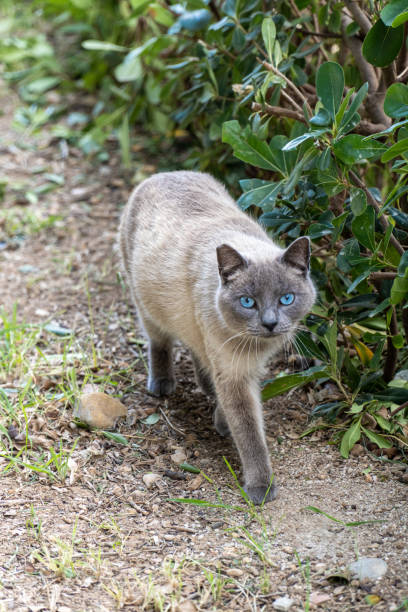 istock Pretty siamese cat walking in the garden 1470045955