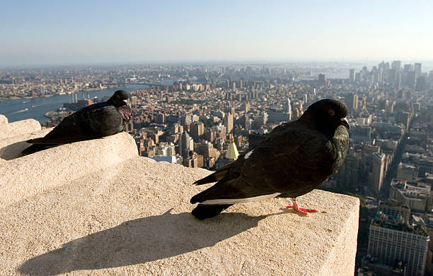 istock Pigeons resting on the ledge of Empire State Building 147004641