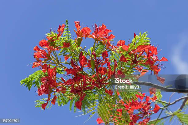 Flame Tree Stock Photo - Download Image Now - Abundance, Beauty In ...