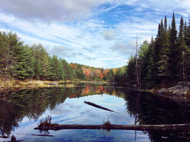 istock Lake with autumn colour trees in Algonquin Park 1470047087