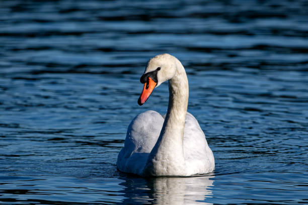 istock Mute swan at Fulford Harbour, Salt Spring Island, BC Canada 1470047301