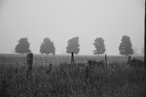 Foggy trees landscape on farm