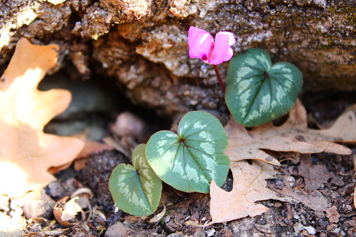 Cyclamen coum, the eastern sowbread, is a species of flowering plant in the family Primulaceae.