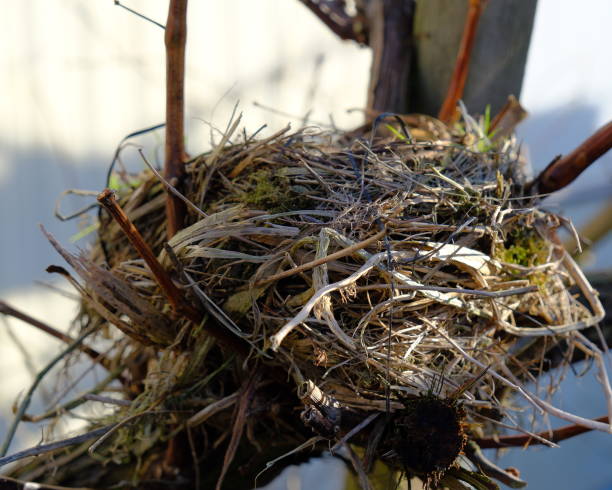Vacated Birds nest stock photo