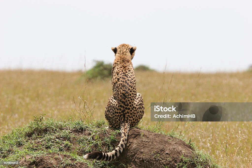 Gepard philosophize - Lizenzfrei Abwarten Stock-Foto