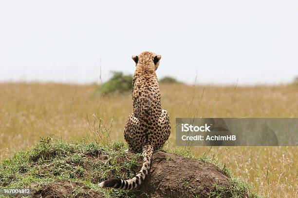 Gepard Philosophize Stockfoto und mehr Bilder von Abwarten - Abwarten, Afrika, Bodysuit