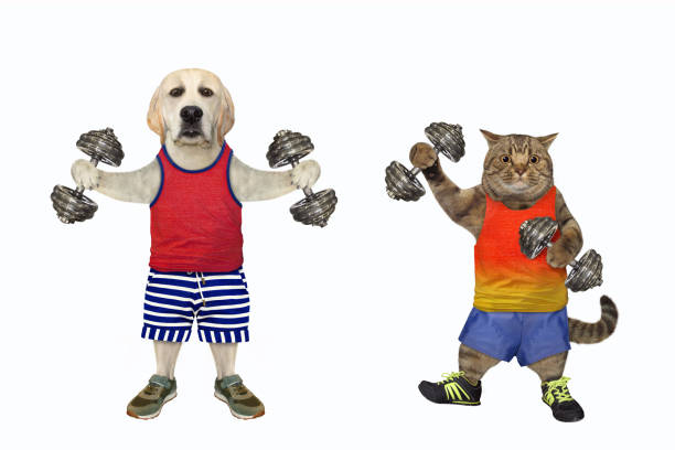 istock Dog labrador and cat doing bodybuilding 1470048148