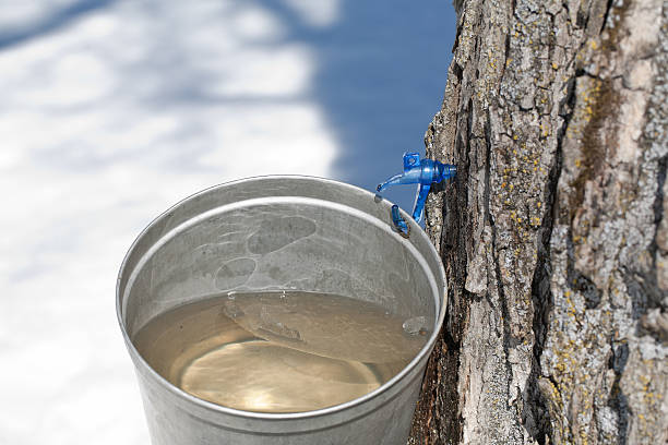 Tapping sap of maple tree Close up of a new spiggot used for tapping the sap of maple trees to create maple syrup. tree resin stock pictures, royalty-free photos & images