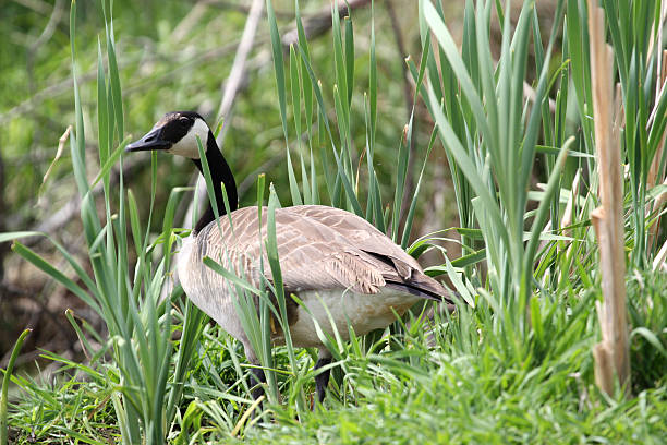 Goose guarding nest on shore stock photo