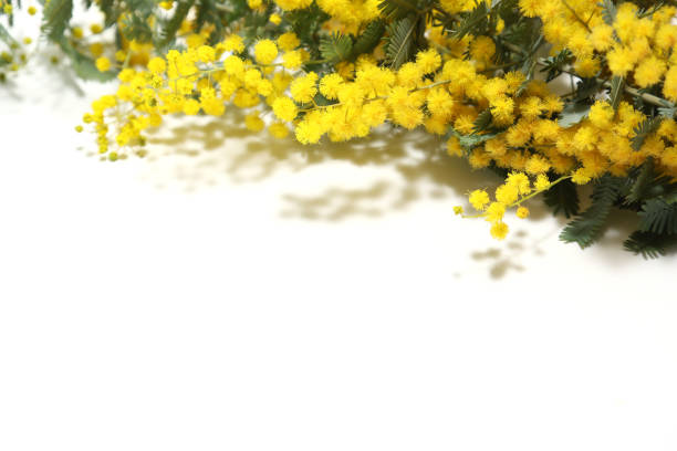 istock Flowers of mimosa isolated on a white background. 1470050321