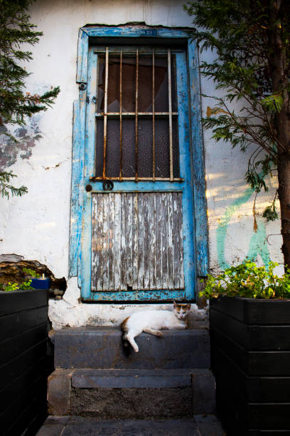 istock A cat in front of an old door 1470050501