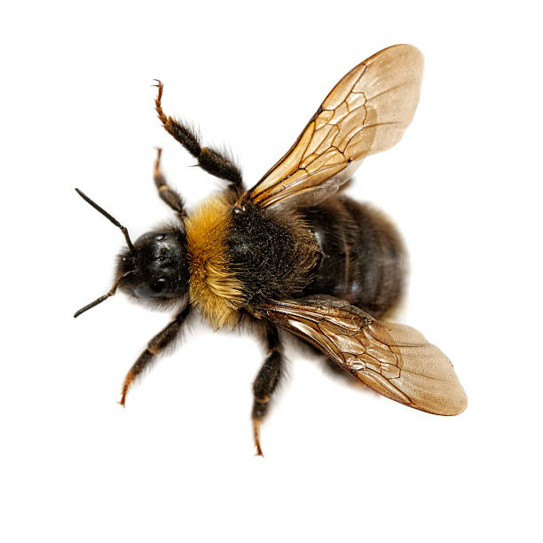 istock Close-up of yellow bumblebee on a white background 147005064