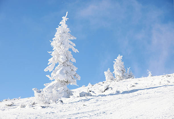 Cubierto de nieve firtrees en la ladera de la montaña - foto de stock