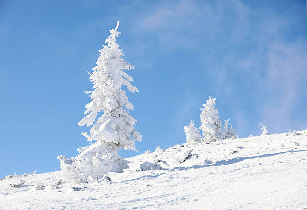 Neve coberta firtrees Montanha em Declive - fotografia de stock