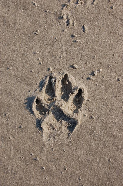 istock pawprint in the sand 147005090