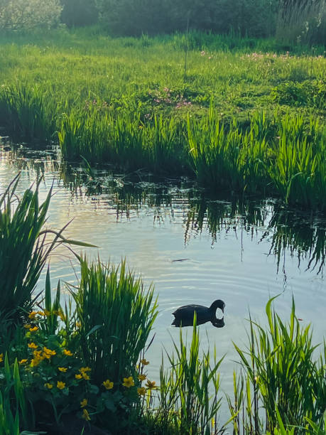 Photograph of a Coot swimming in water in Vondlepark, Amsterdam