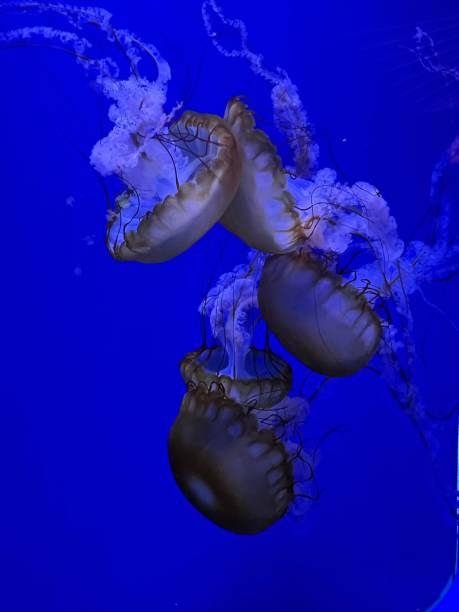 istock Photo of Jellyfish 1470051103