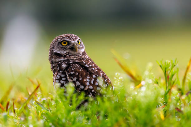 istock Burrowing Owl looks up the sky 1470051123