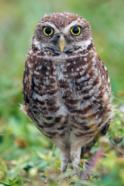 istock Burrowing Owlet all wet 1470051125