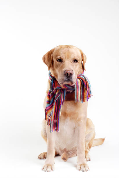 istock Labrador  retriever sitting in a scarf 147005168