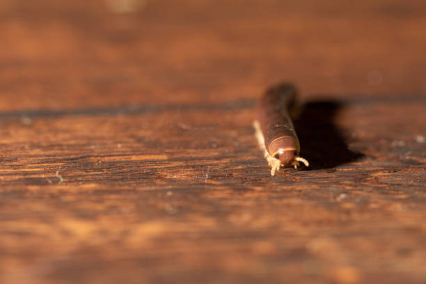 Cylindrical millipede, a beautiful specimen of brown cylindrical millipede walking on a rustic wooden table, selective focus.