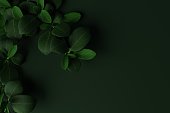 Top view of green leaves of various kinds on a dark green background.