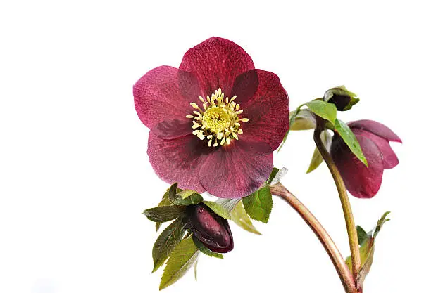 Helleborus &#8216;Red Lady&#8217; isolated on white background